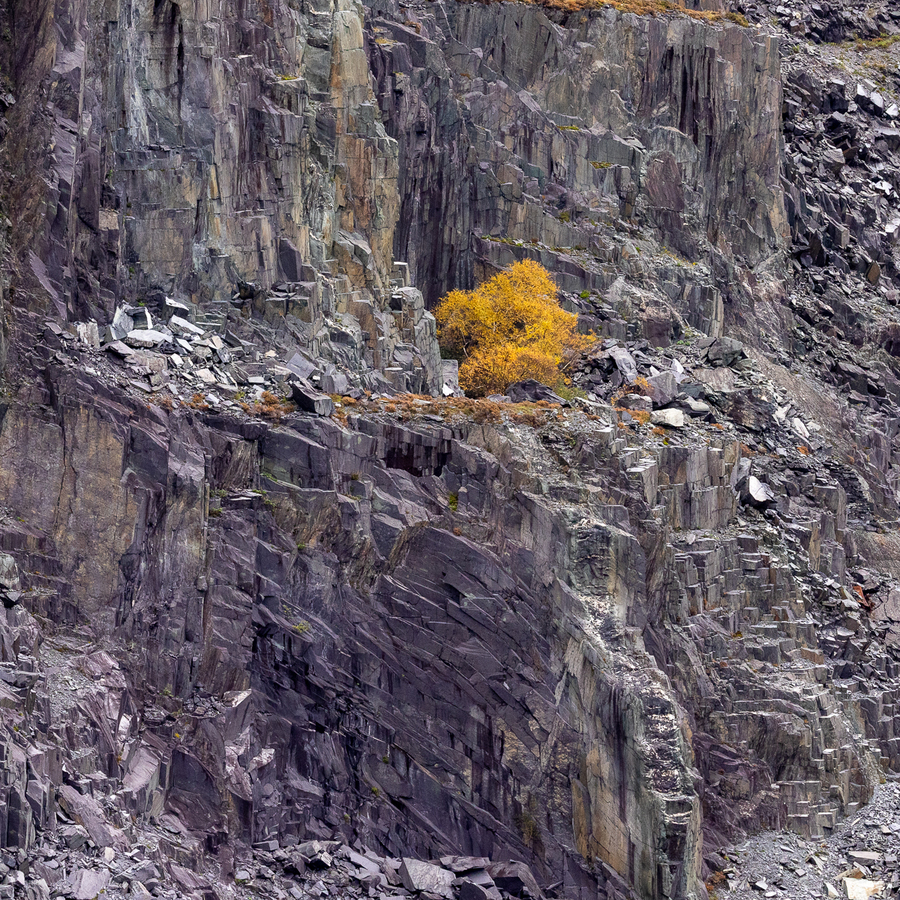 Tree and Slate - Dan Johnson - Commended
